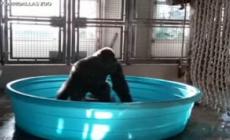 La scimmia nuda balla (nell'acqua)