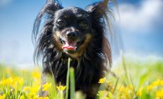 Troppo caldo per i nostri animali? Ecco cosa bisogna  fare per difenderli