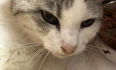 Betty, gattina salvata che ora cerca casa