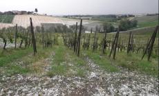 Grandine in Oltrepò Pavese, danni ai vigneti