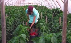 Tavolo Agricoltura del Comune di Parma: tutte le novità per il settore