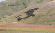 Fioritura a Castelluccio, Pian Grande diventa una «tavolozza» di colori - Foto