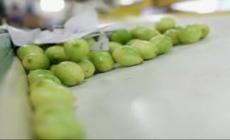 Stop di Trump ai limoni argentini