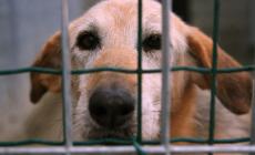 Canile senza veterinari. Si è dimesso l'ultimo professionista in servizio