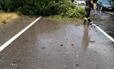 Maltempo, albero caduto sulla via Emilia a Pontetaro. Tetti danneggiati tra Pieveottoville e Zibello - Foto
