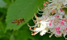 Alla scoperta delle piante officinali