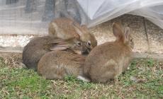 Una famigliola di conigli in giardino. Come fare per evitare problemi