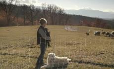 L'amarezza dei pastori Elena e Roberto: rubato il recinto elettrico per le pecore