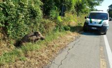 Cinghiale investito (e recuperato vivo) alle porte della città