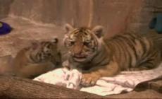 Il debutto in società dei tigrotti dello zoo di Milwaukee Video
