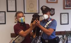 Ruba da una veranda un cucciolo di rottweiler: rintracciato e denunciato grazie a carabinieri e.... veterinario
