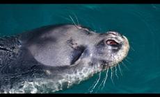 Grecia: rabbia per l'uccisione della foca mascotte di Alonissos