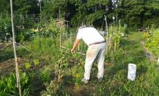 Ladri di verdura agli orti del vivaio Scodogna