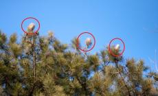 Allarme processionarie a Baganzola? Gallery