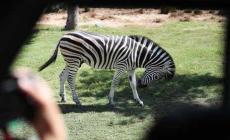 E' morto Achille, la zebra scappata da un allevamento nel Reggiano
