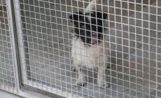 In arrivo 35mila euro per il canile di Parma e 26mila per quello di Fidenza