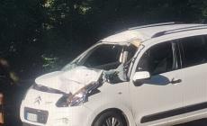 Cavallo in fuga da un recinto, si schianta contro un'auto