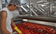 Pomodoro da industria: al Nord Italia si coltivano 38.621 ettari. Con le grandinate  perso il 6% 