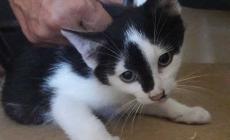 Abbandonati in un fosso: questi gattini cercano casa Foto