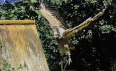Il falconiere Cavozza tenta di recuperare il suo avvoltoio ma cadono dal tetto: fratture per entrambi