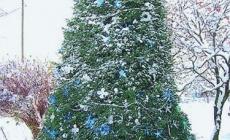 L'albero di Natale made in Italy aiuta l'economia