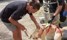 Due Labrador chiusi in casa da oltre 10 giorni senza cibo né acqua