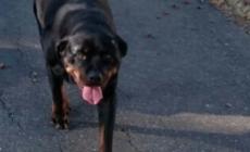 Bimba di 2 anni aggredita da rottweiler, è in prognosi riservata 