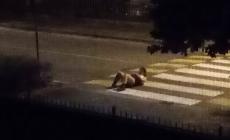 Cori da stadio di notte, gare in motorino: situazioni a rischio nei parchi e lamentele