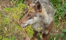 Il lupo e l&rsquo;uomo: alla ricerca di una convivenza possibile