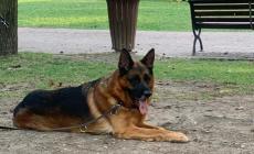 Questo pastore tedesco cerca casa a Parma