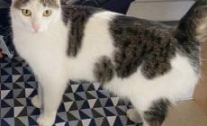 Lily &egrave;  scomparsa, chi la ritrova?