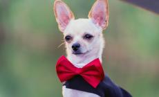 Torna dopo un anno di assenza  il «Torri Dog Show» 
