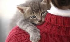 "Lilli e il Vagabondo", chiuso per un mese l'accesso ai gatti