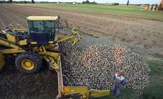 Cala il prezzo delle barbabietole