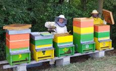 AleLeo "Una lezione continua dalla saggezza delle nostre api"