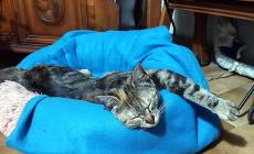 Il mistero dei gatti di casa spariti nel nulla:  50 da fine maggio