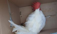 Gallo con le zampe legate chiuso in una scatola e gettato in discarica