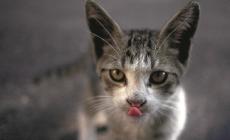 Mici del Borgo: Il 25 settembre iniziativa per aiutarli