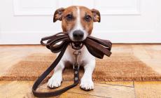 Ferite e abrasioni  alle zampe del cane Come curarle e come evitare infezioni