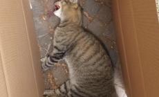 Gatti spariti, il giallo continua: dopo Lesignano tocca a Monticelli