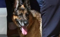 Cane azzanna un bimbo (e la nonna scrive al sindaco)