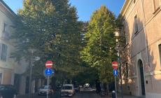 «I tigli di via Costa arrivano a toccare le case: bisogna potarli»