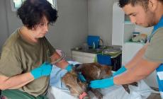Cinghiale infila il muso in un tubo di plastica: salvato in extremis