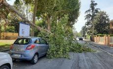 Un grosso ramo caduto in via Cassio Parmense - Guarda le foto