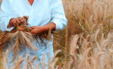 La rivoluzione green? Incomincia dalla pasta. Tavola rotonda sotto i Portici del Grano