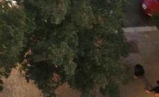 Piazzale Picelli "oltre alla rissa, gli insulti: chi vuole il mio appartamento?"