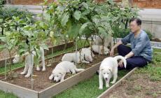 Corea Sud: Moon apre a divieto consumo carne di cane