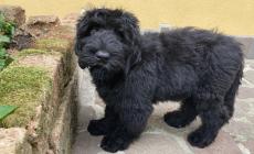 I cuccioli in passerella a sostegno della Pet therapy