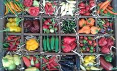 Festival del Peperoncino 2021