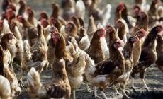 Influenza aviaria. Mille polli da abbattere in un allevamento a Soragna